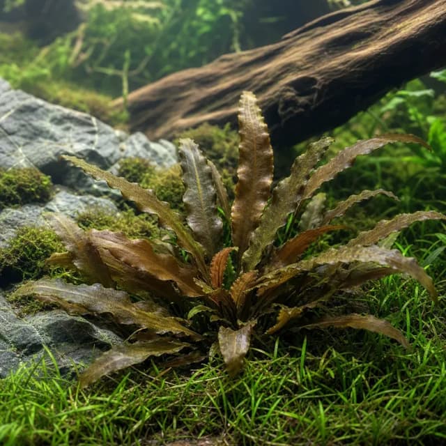Editorial underwater photograph of Cryptocoryne ‘Brown’.