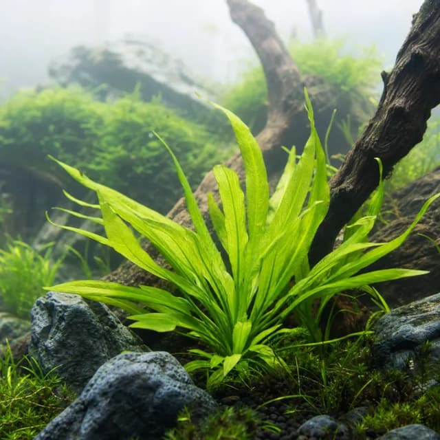 Editorial underwater photograph of Vesuvius sword.