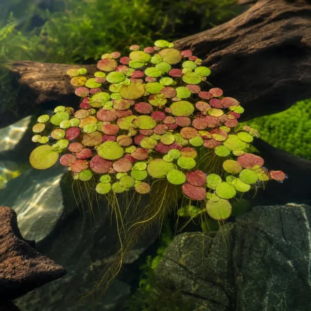 Editorial underwater photograph of Giant duckweed.
