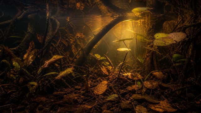 A planted blackwater aquarium with amber water, dark roots, leaf litter, and subdued aquatic plants.