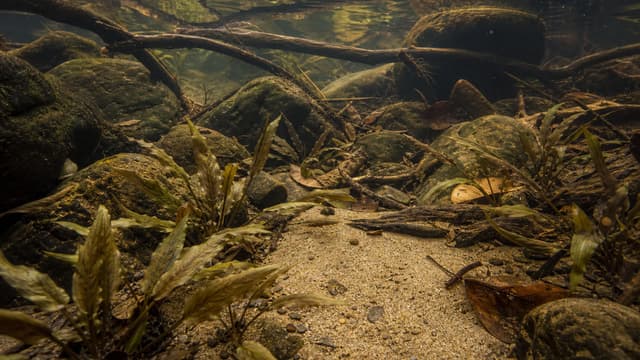 A Southeast Asian forest-creek biotope with Cryptocoryne, roots, sand, stones, and leaf litter.