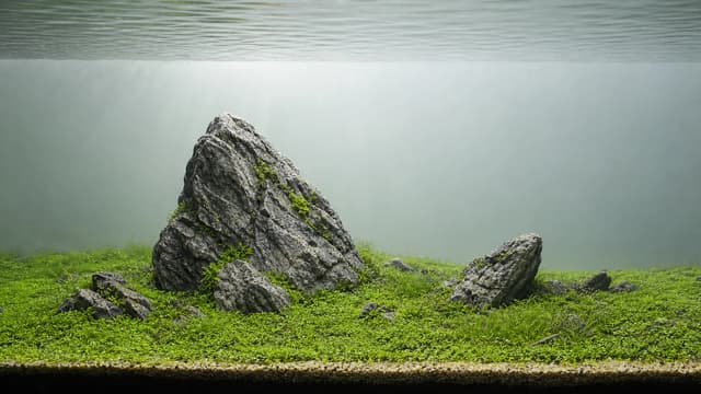 An Iwagumi aquascape with one dominant stone, supporting rocks, and an open carpeting meadow.