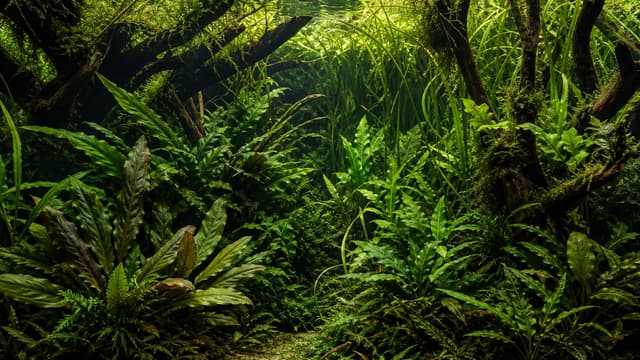 A mature jungle-style planted aquarium with dense overlapping foliage, roots, and dappled light.