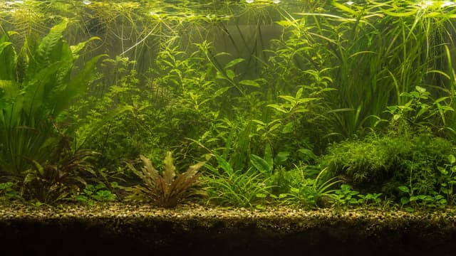 A low-tech planted aquarium with mixed natural growth, a soil-capped substrate, and floating plants.