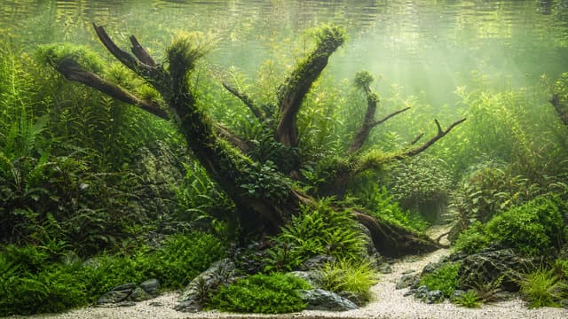 A mature Ryuboku Nature Aquarium with moss-covered branching wood and a pale sand passage.