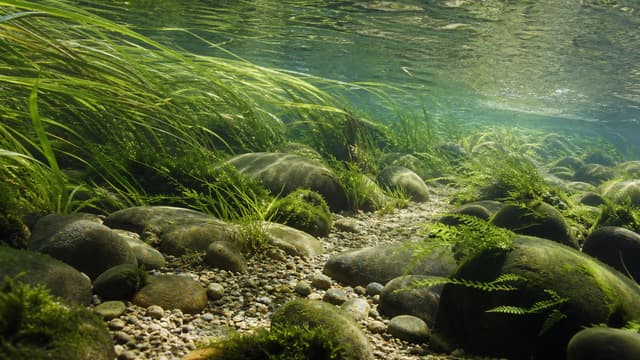 A shallow stream aquascape with rounded stones, gravel, and plants flowing in one direction.