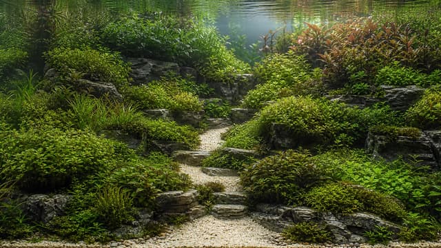 A Taiwanese-style planted aquarium with natural terraces, rounded plant masses, and a winding path.