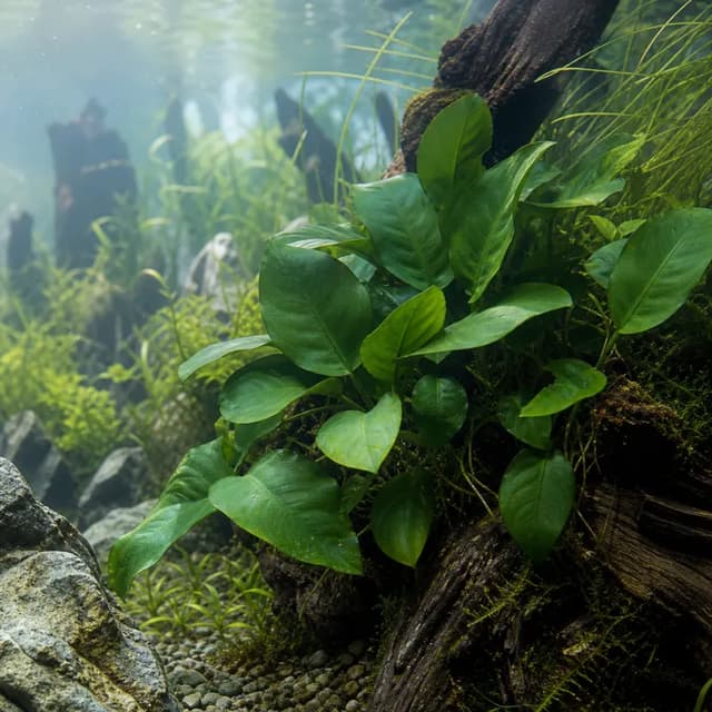 Editorial underwater photograph of Anubias hastifolia.