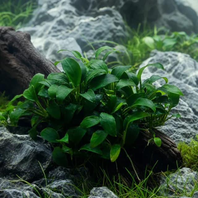 Editorial underwater photograph of Anubias nana ‘Petite’.