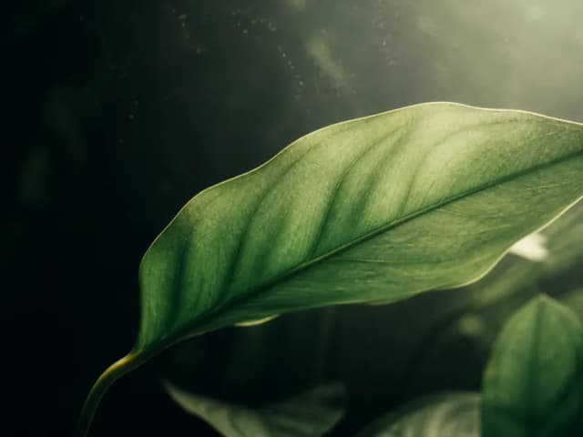 A broad green aquatic leaf backlit to reveal translucent veins against a dark background.