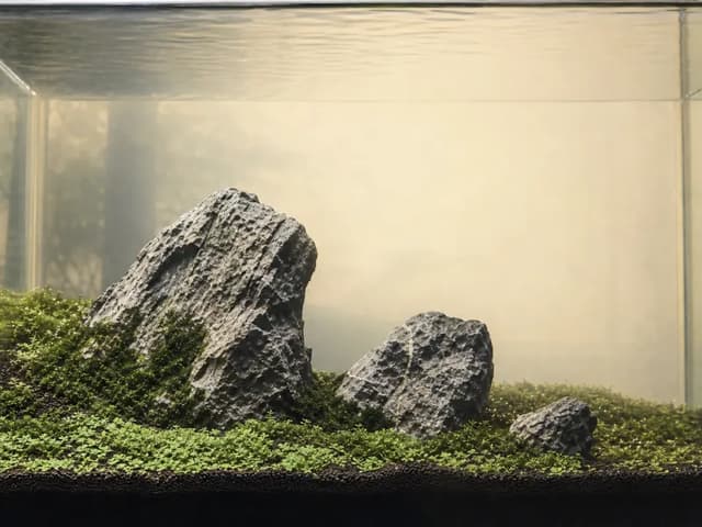 A minimalist Iwagumi aquascape with three grey stones rising from a low green carpet.