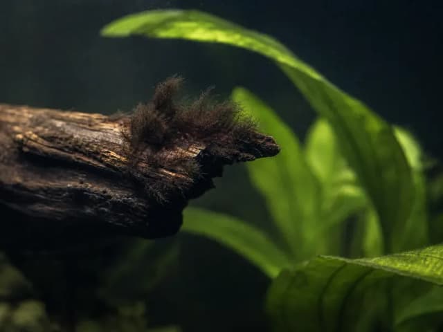 Dark reddish-black feathery algae growing in small tufts along submerged driftwood.
