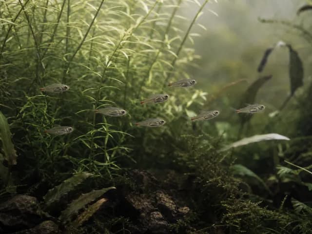 A small shoal of silver tetras moving through fine green stem plants in diffused light.