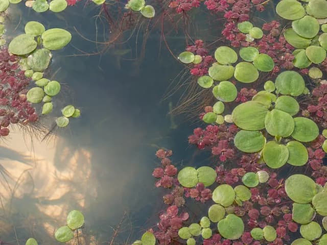 An overhead view of frogbit and red root floaters with long roots visible beneath the water.