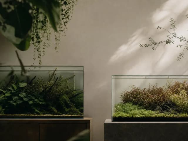 A balanced diptych showing a shaded low-tech planted tank and a brighter densely planted high-tech aquarium.