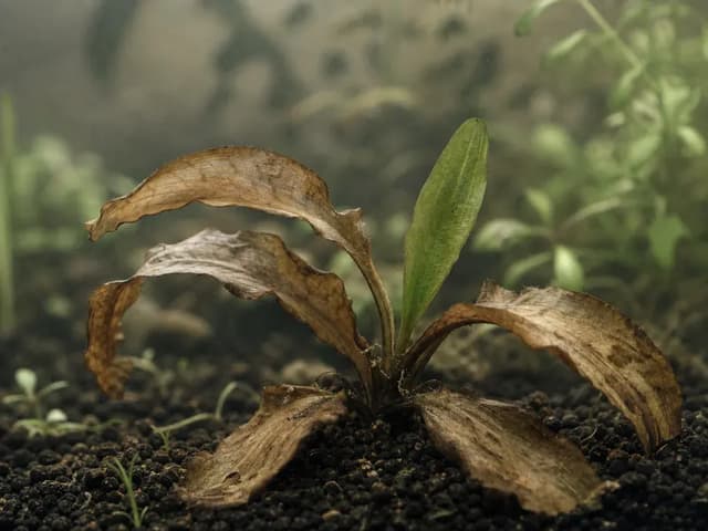 A Cryptocoryne with translucent outer leaves and a firm green centre growing in dark substrate.
