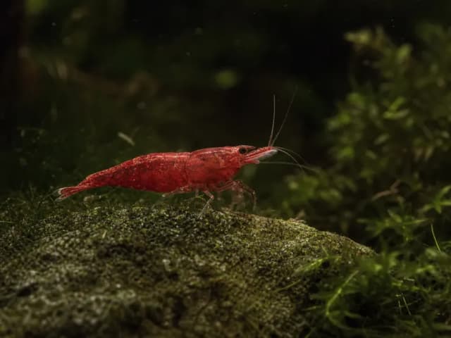 A translucent red cherry shrimp perched on a moss-covered stone against soft green bokeh.