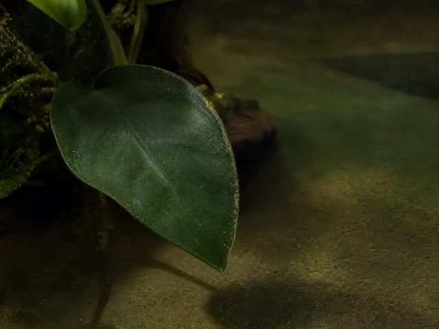 A single dark-green Anubias leaf casting a long soft shadow through still water.