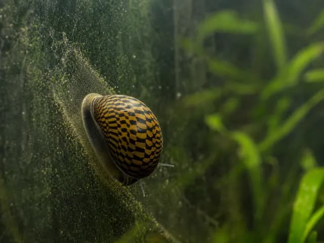 A patterned amber-and-black nerite snail grazing across algae-dusted aquarium glass.
