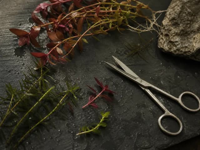 Fresh red and green aquatic stem cuttings on wet slate with steel aquascaping scissors.