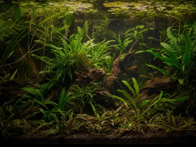 A mature low-tech aquarium densely grown with crypts and floating plants in dappled light.